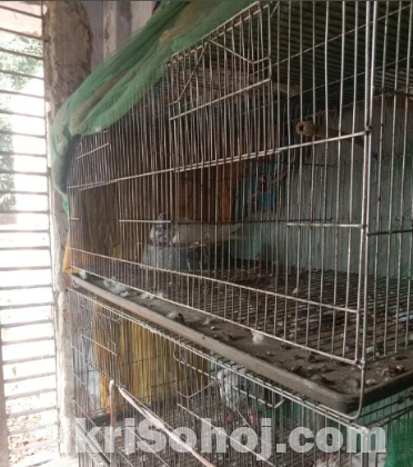 কবুতর এর খাচা